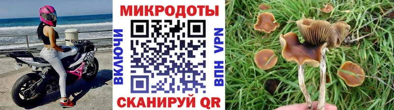 Галлюциногенные грибы Cubensis  купить  сайты  Игарка 